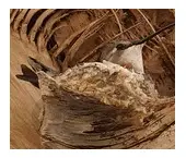 Los nidos de colibrí son los nidos más pequeños del mundo
