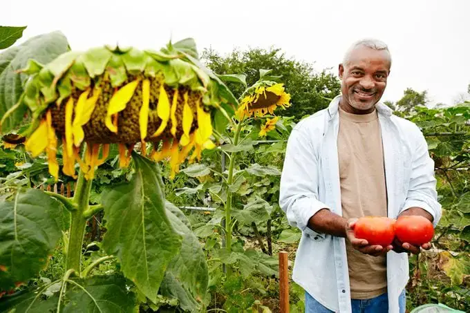 Los tomates son excelentes plantas complementarias de girasol