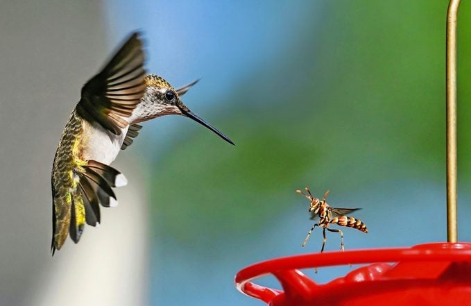 Mantenga su jardín a salvo de los depredadores de colibríes