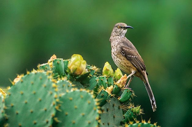 Miméticos y mimetismo de aves: tres pájaros que debes conocer