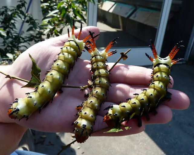 Naturaleza espeluznante: oruga del diablo con cuernos de nogal americano