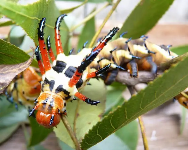 Naturaleza espeluznante: oruga del diablo con cuernos de nogal americano