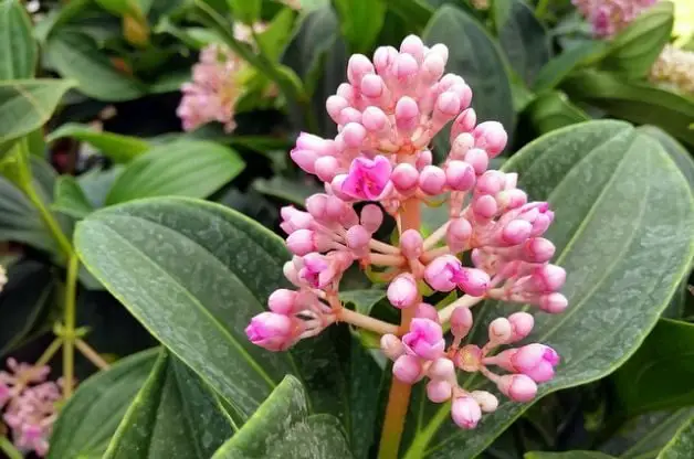 Orquídea de Malasia (Medinilla myriantha) | Jardinería de flores