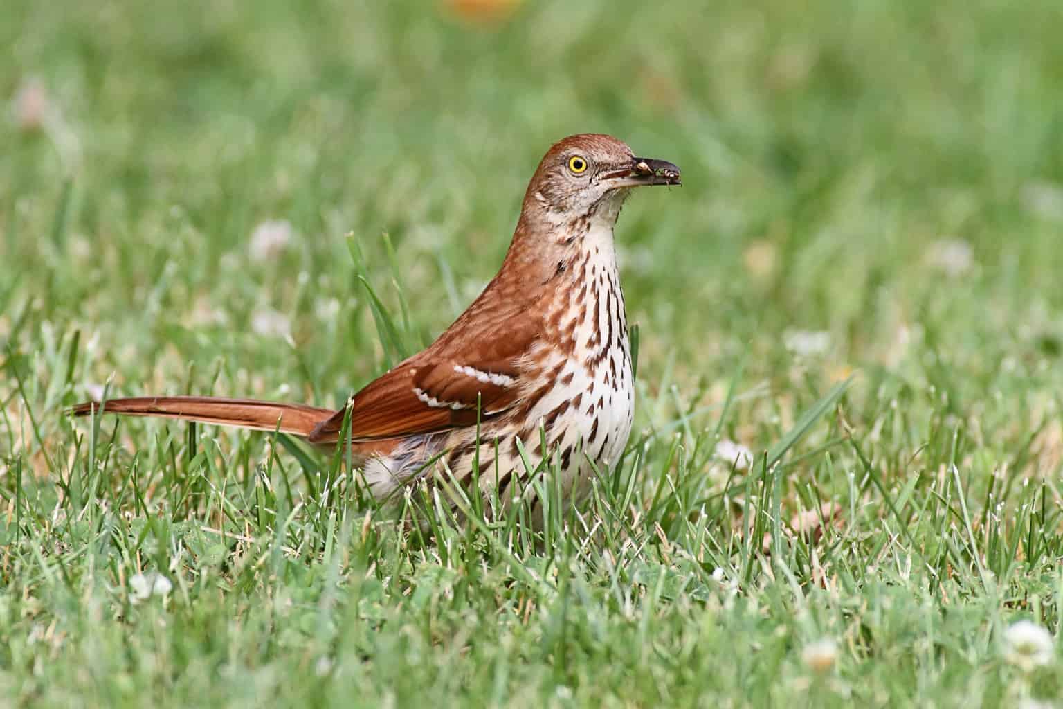 Pájaro que suena como la alarma de un auto: 13 pájaros fascinantes