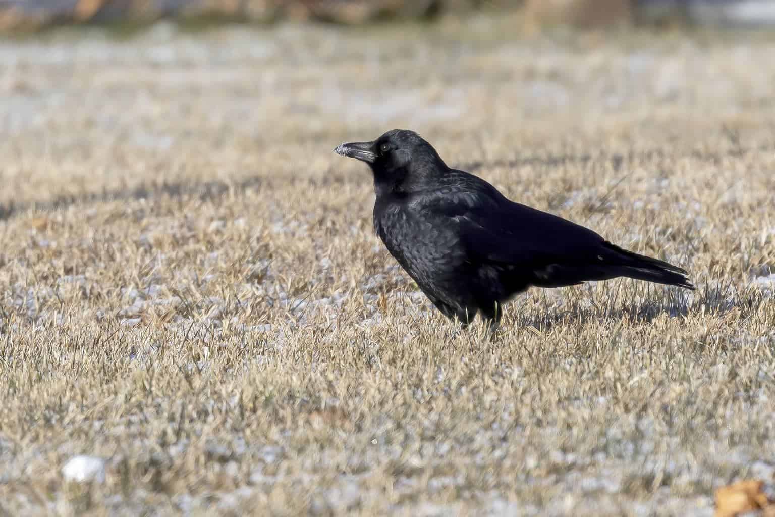 Pájaro que suena como la alarma de un auto: 13 pájaros fascinantes