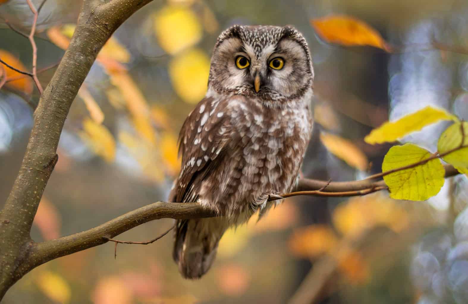 Pájaro que suena como un búho pero no lo es: 6 pájaros únicos