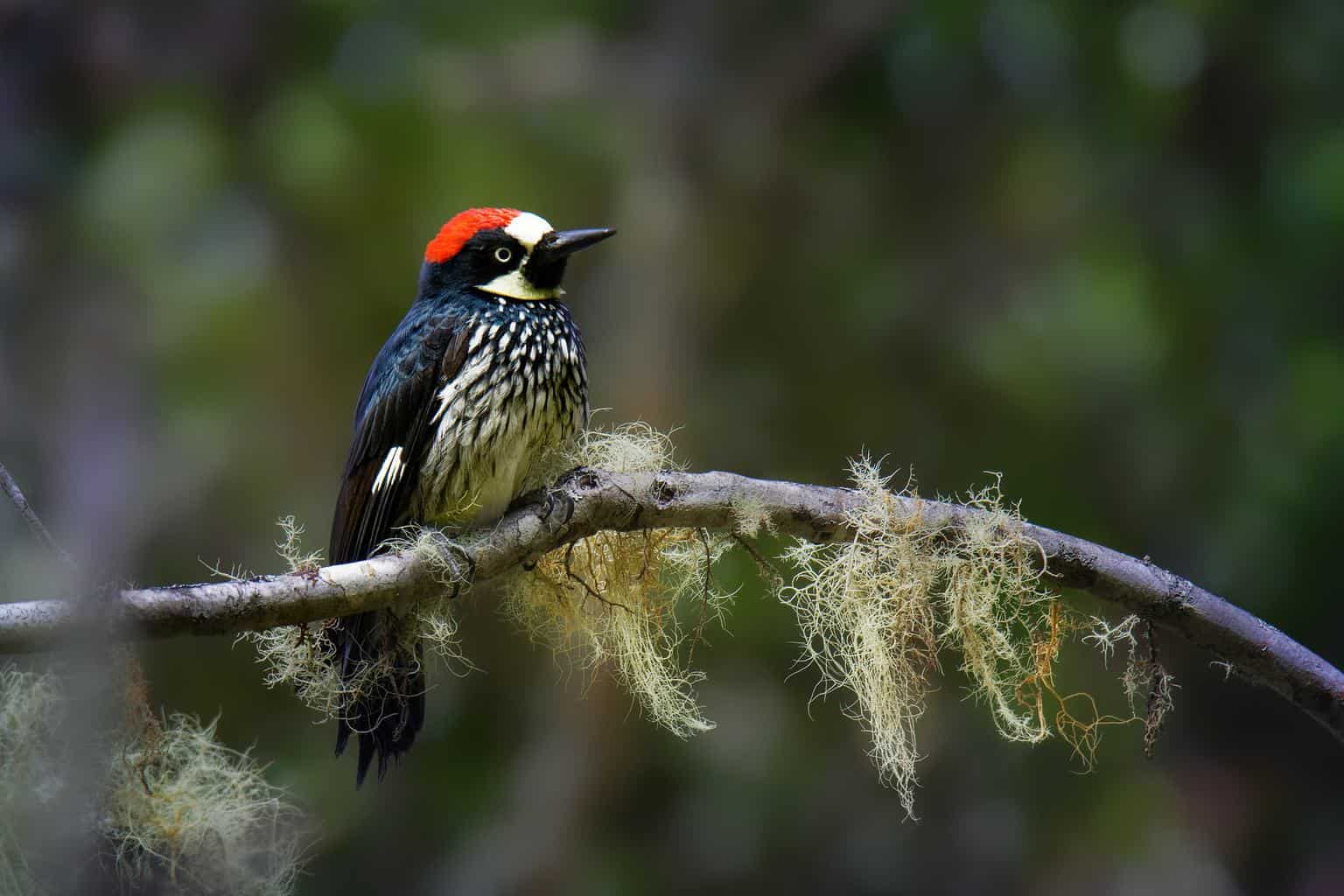 Pájaros que parecen pájaros carpinteros: primos interesantes del pájaro carpintero