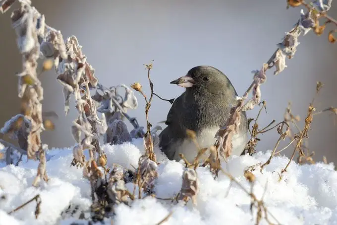 Qué comen los juncos y cómo atraerlos