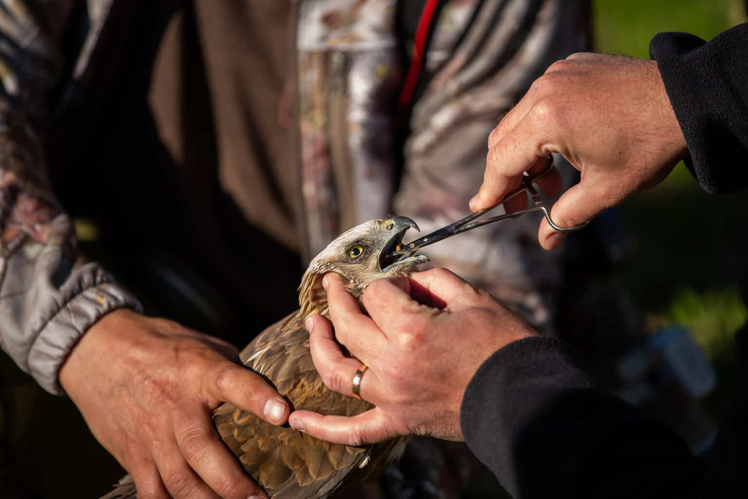 Qué hacer con un pájaro herido: ¡lo que se debe y lo que no se debe hacer!