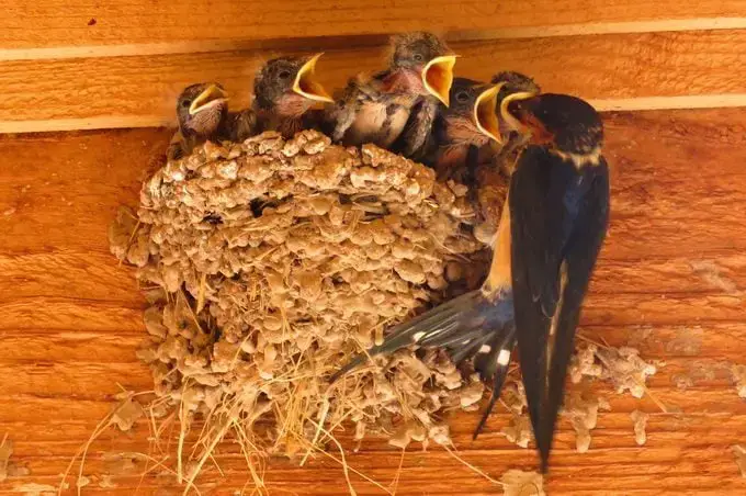Qué hacer si encuentra un nido de pájaro con huevos o un pájaro bebé