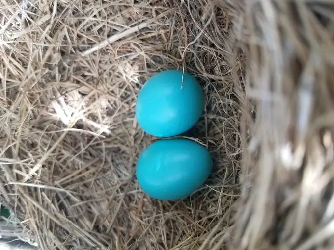 Qué hacer si encuentra un nido de pájaro con huevos o un pájaro bebé