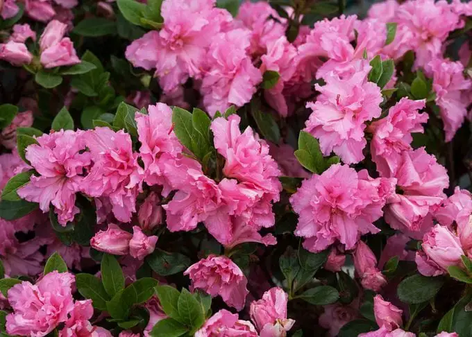 Rhododendron vs Azalea: Cómo saber la diferencia