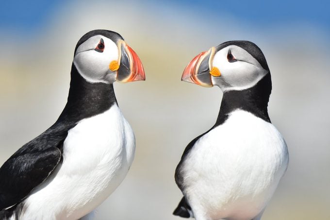 Rituales de apareamiento de aves: el amor está en el aire