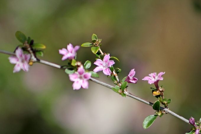Serissa Bonsai: cuidado de la rosa solar japonesa