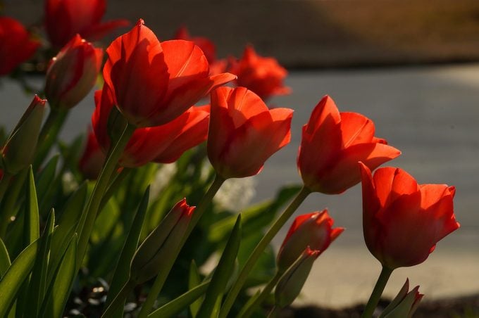 Significado de los tulipanes: descubre qué simbolizan los colores de los tulipanes