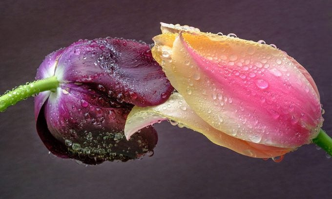 Significado de los tulipanes: descubre qué simbolizan los colores de los tulipanes
