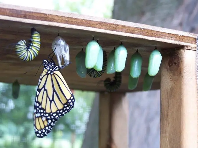 Sigue las Etapas del Ciclo de Vida de la Mariposa Monarca