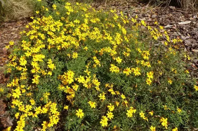Tagetes lemmonii para el color de invierno en climas templados