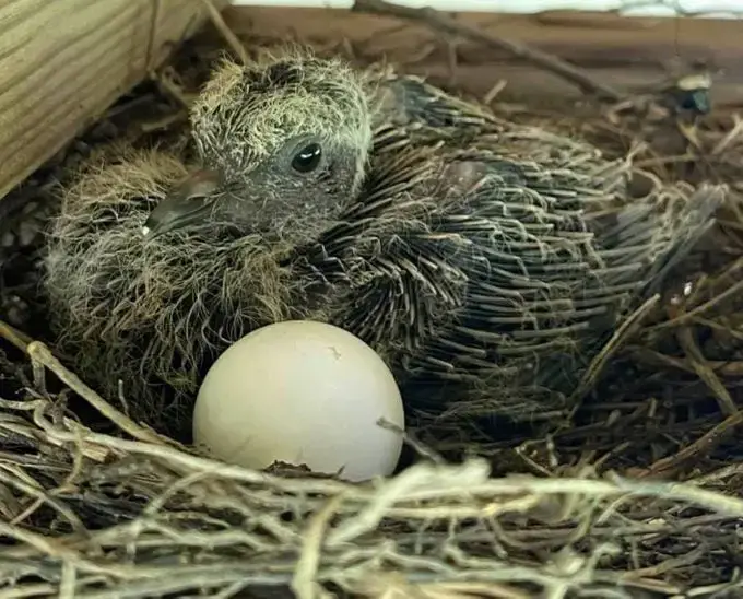 Todo sobre los huevos de la paloma huilota y las palomas huilotas bebés