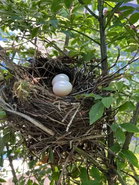 Todo sobre los huevos de la paloma huilota y las palomas huilotas bebés