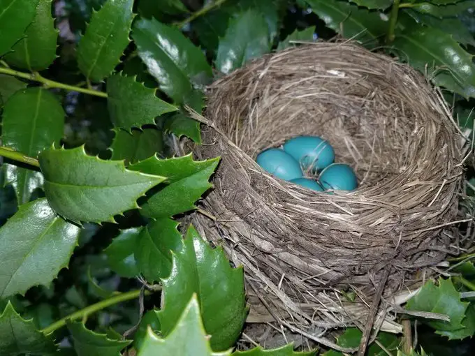 Todo sobre nidos de petirrojos y huevos de petirrojos