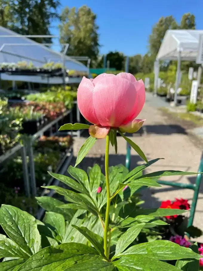 Tu guía para cultivar peonías en macetas y contenedores