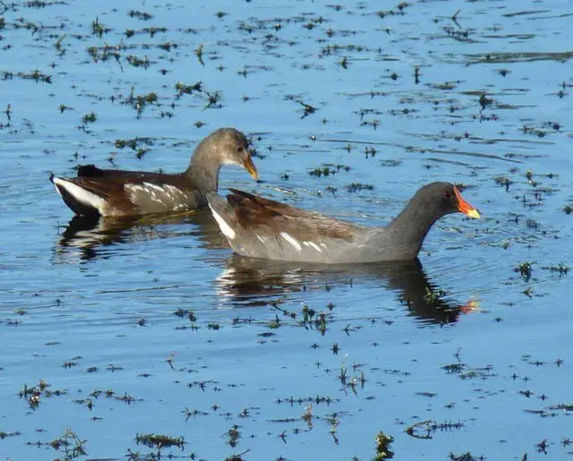 Un cambio de nombre: Gallinule común