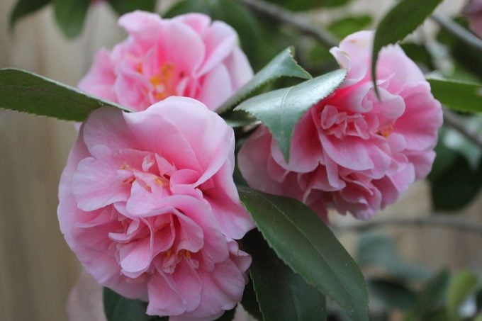 Una guía para principiantes para cultivar un arbusto de camelia