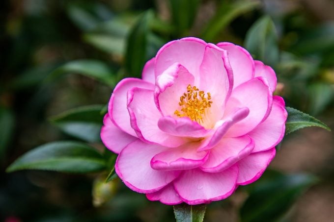 Una guía para principiantes para cultivar un arbusto de camelia