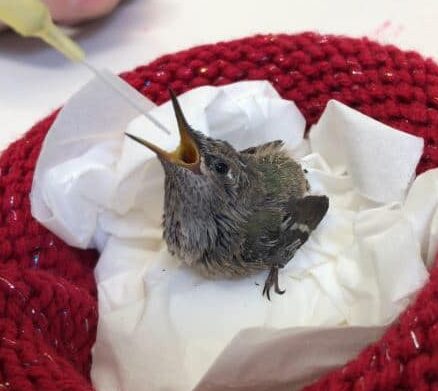 Cómo ayudar a los colibríes |