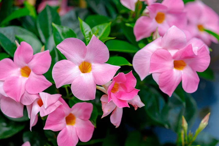 Mandevilla: Cómo crecer y cuidar con éxito