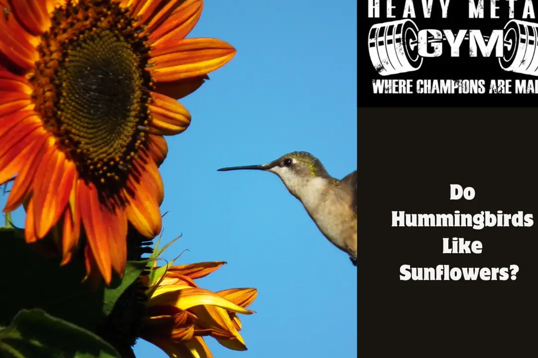 ¿A los colibríes les gustan los girasoles?