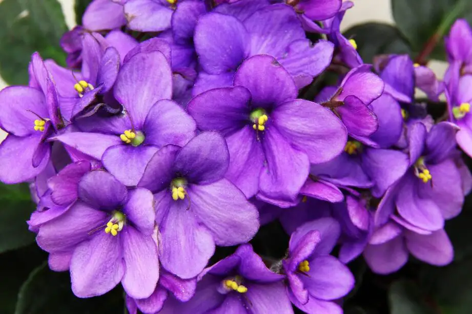 Cultivo de violetas africanas » Jardín e invernadero