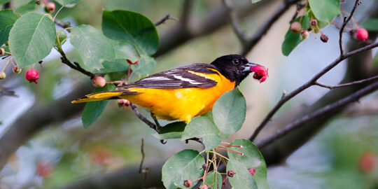 Alimentando a los Orioles - The Rock Pile Garden Center