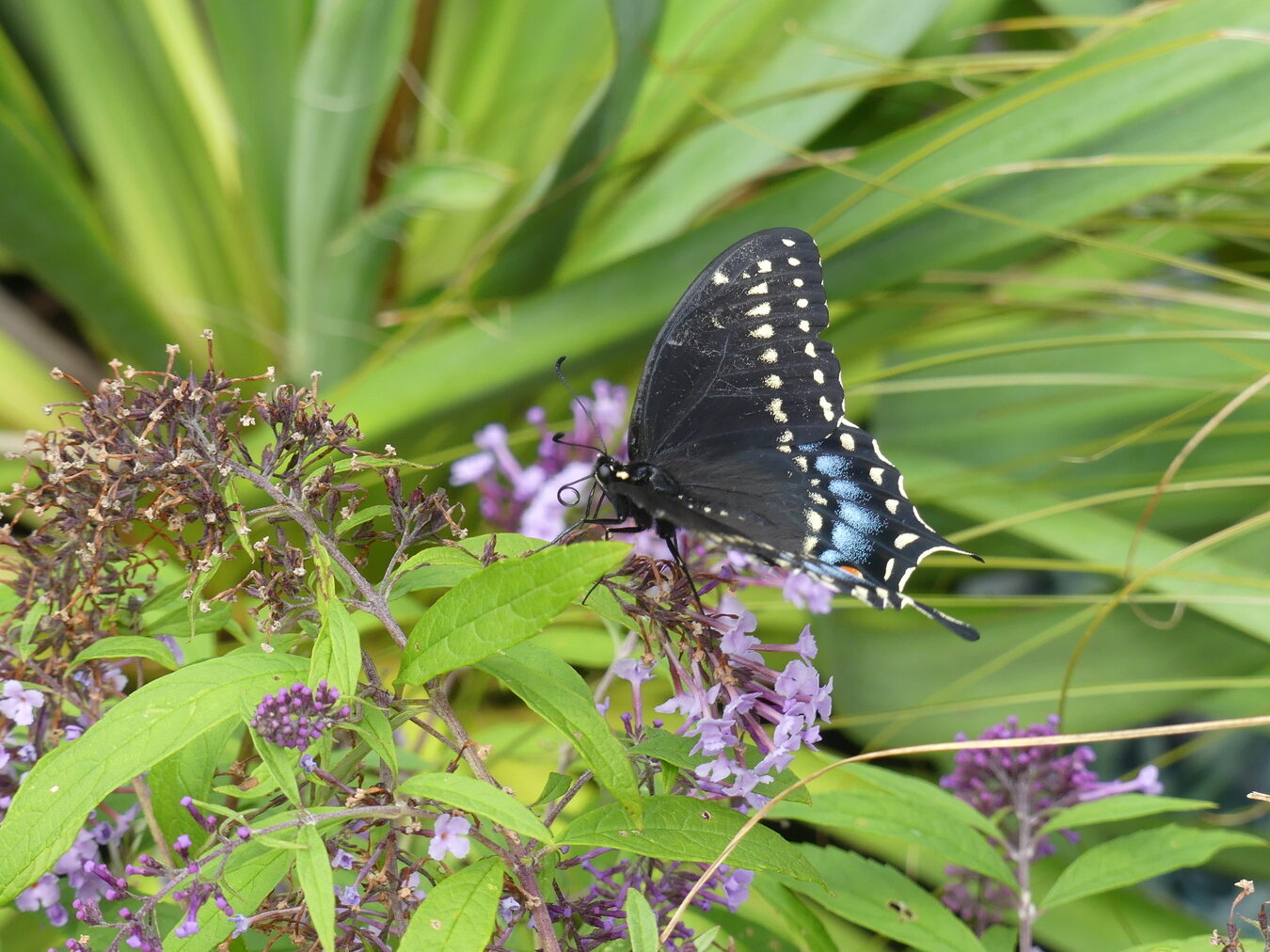 Cómo atraer y apoyar a las mariposas - 27 East