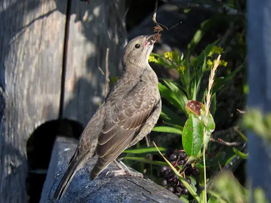 Aves reproductoras en agosto |