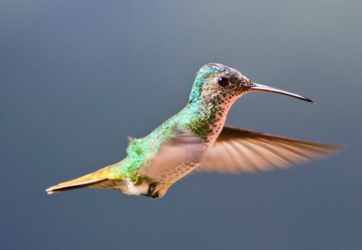 Cómo atraer colibríes