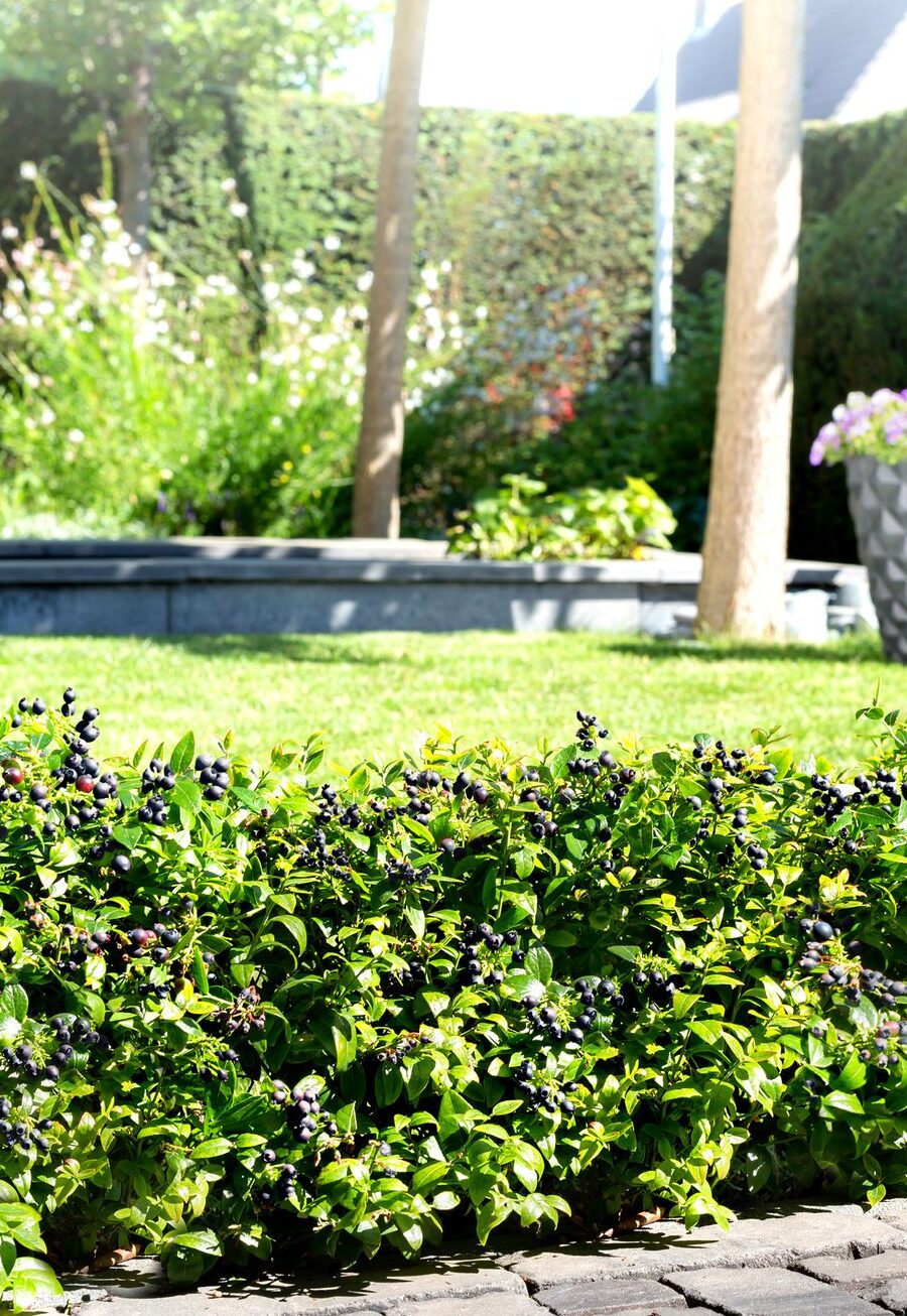 Cómo cultivar arándanos en Perth - Guildford Garden Center