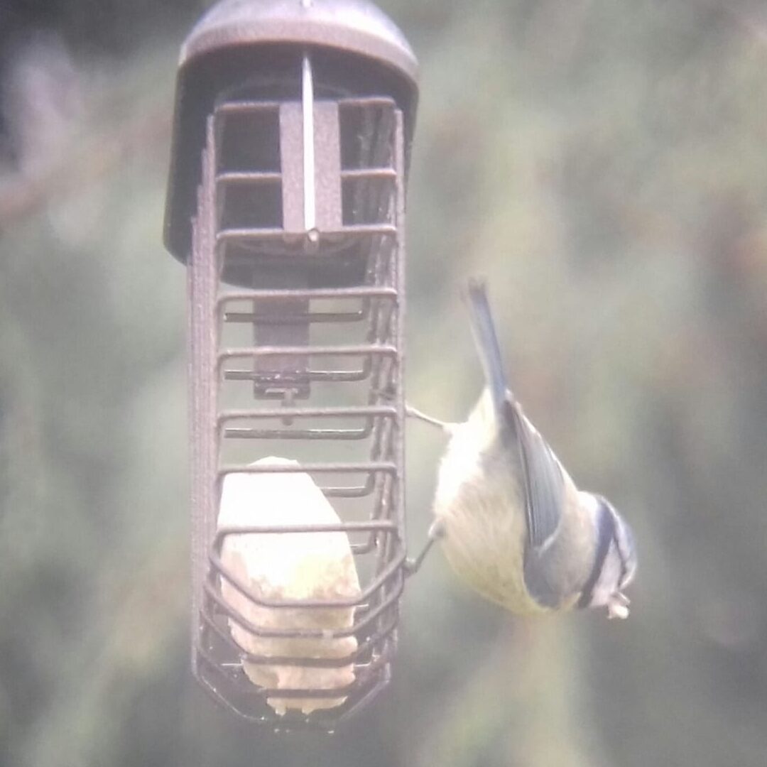 Observación de aves: la guía completa para la observación de aves en jardines - HobbyLark