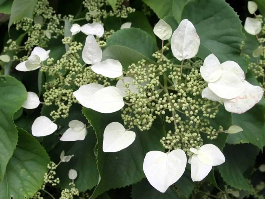 Guía de cuidados de las hortensias trepadoras: desde la plantación hasta la poda - Dengarden