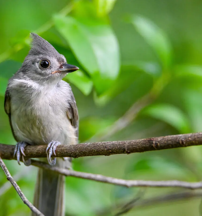 NestWatch |