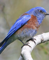 NestWatch |