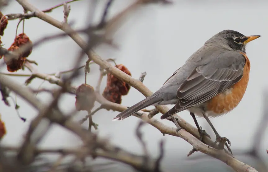 Hinterland Quién es Quién - American Robin
