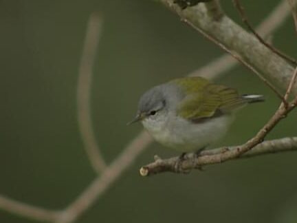 Identificación de la reinita de Tennessee, todo sobre las aves, Laboratorio de Cornell de ...
