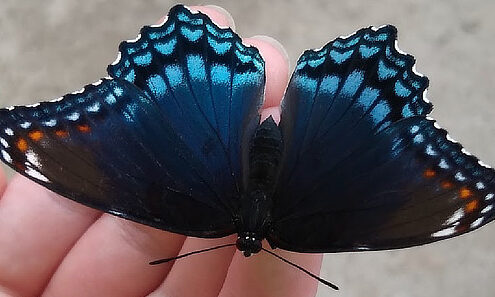 Mariposa Morada con Manchas Rojas, identificación, características...
