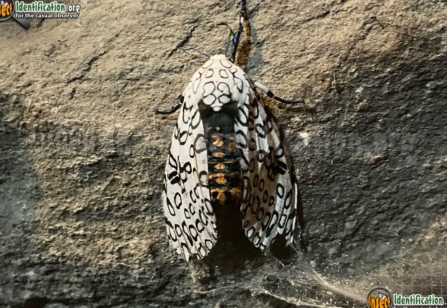 Polilla leopardo gigante