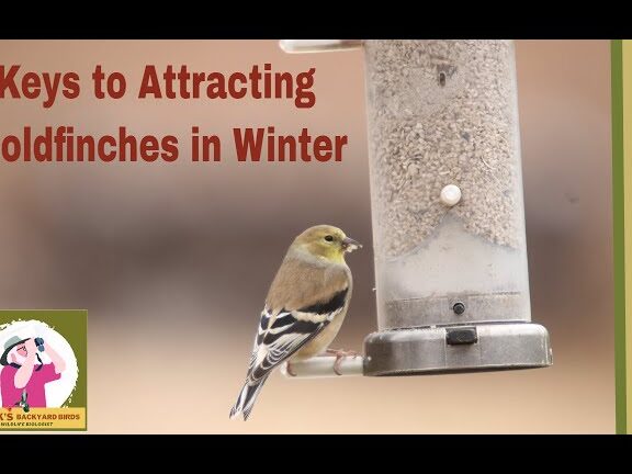 Las claves de Mark para atraer jilgueros en invierno - YouTube