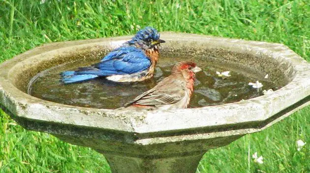 ¿Qué debo hacer si encuentro algas en mi bebedero para pájaros?