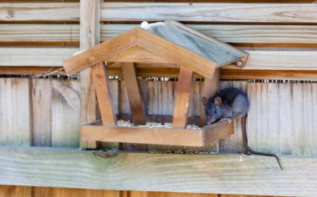 Cómo mantener a las ratas alejadas de los comederos para pájaros: nuestra lista de lo que se debe y no se debe hacer