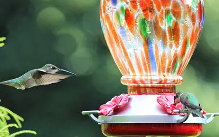 comederos para colibríes Archives - Cole's Wild Bird Products